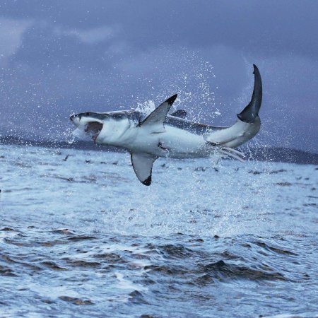squalo bianco caccia
